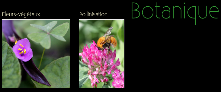 photographie de botanique